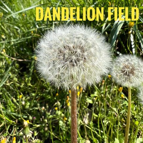 Dandelion Field