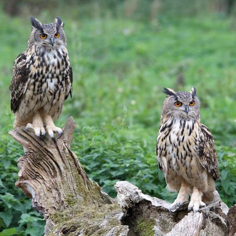 Night Owls187封面